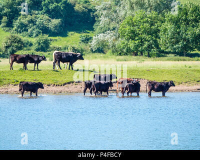 Cowes am Ufer der Themse, nr Köstner, Berkshire, England, UK, GB. Stockfoto