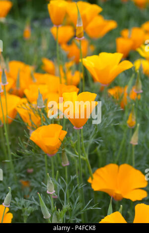 Eschschschscholzia californica 'Orange King'. Kalifornischer Mohn. Stockfoto