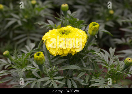 Tagetes erecta Inka II gelb Blumen. Stockfoto