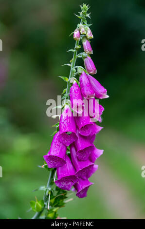 Fingerhut, Digitalis purpurea, wildflower Plestin-les-Grèves, Bretagne, Frankreich Stockfoto