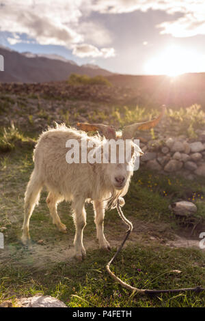 Schöne weiße Ziege Portrait auf einer Weide in der Region Ladakh, Indien Stockfoto