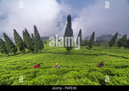 Sikkim, Indien - 21. April 2017: Indische Frau ist die Abholung der frischen Teeblätter von Tee Plantage in Sikkim, Indien Stockfoto