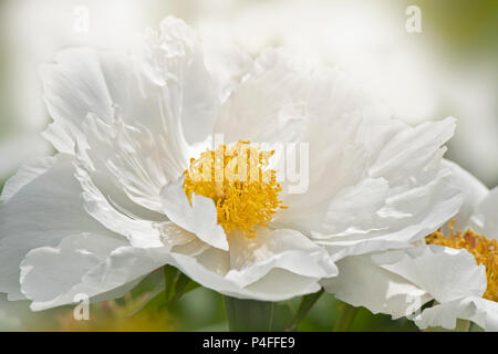 Close-up Bild einer schönen, weißen, Sommer blühende Pfingstrose Stockfoto