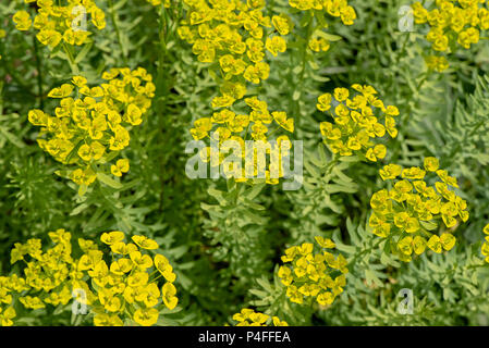 Nahaufnahme der Rosette - geformte Blütenköpfe der Euphorbia Anlage auch bekannt als die Wolfsmilch. Stockfoto