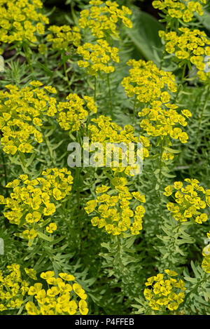 Nahaufnahme der Rosette - geformte Blütenköpfe der Euphorbia Anlage auch bekannt als die Wolfsmilch. Stockfoto