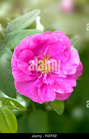 Nahaufnahme einer schönen Blüte, Rosa Blüte Stockfoto