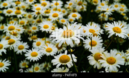 Daisy-Felder - viele gelbe und weiße Blumen auf grünem Hintergrund Stockfoto
