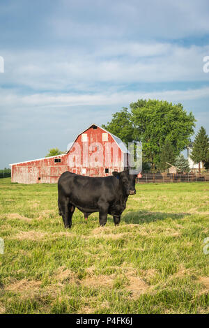 Black Bull hoch vor einem roten Scheune im ländlichen Illinois. Stockfoto