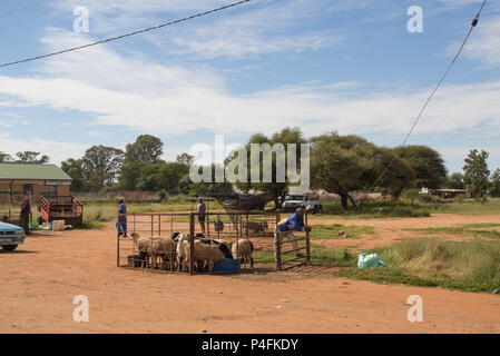 Schwarze afrikanische ländliche Straßenhändler, die Schafe oder Vieh verkaufen, werden in einem Stift am Straßenrand im nördlichen Kap, Südafrika, gehalten Stockfoto