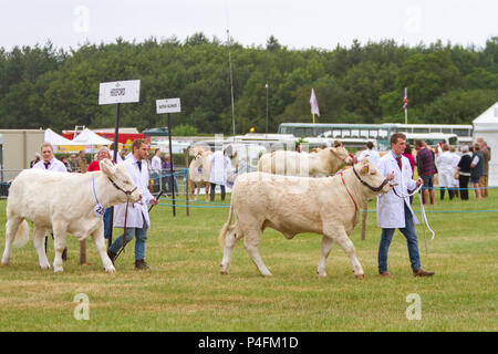 19 & 20 Juni 2018 - Die Cheshire Showground bei Clay House Farm Flittogate Lane, Knutsford bewirtete die 2018 Royal Cheshire County. Die Show ist Abou Stockfoto