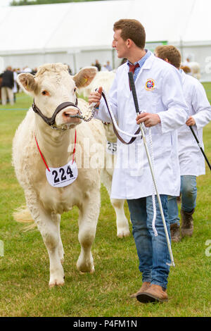 19 & 20 Juni 2018 - Die Cheshire Showground bei Clay House Farm Flittogate Lane, Knutsford bewirtete die 2018 Royal Cheshire County. Die Show ist Abou Stockfoto