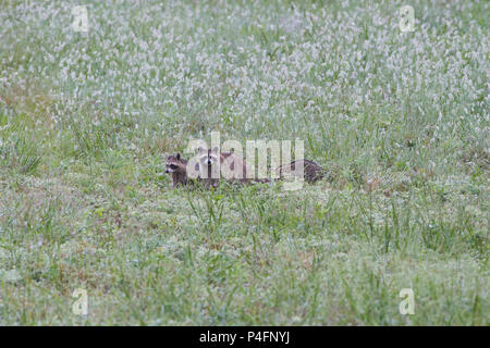 Eine Mutter Waschbär und Junge mit bedewed Foxtails im Hintergrund. Stockfoto