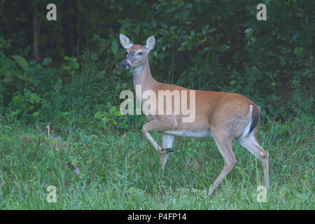 Eine Warnung mit weißem Schwanz Rehe doe im Sommer. Stockfoto