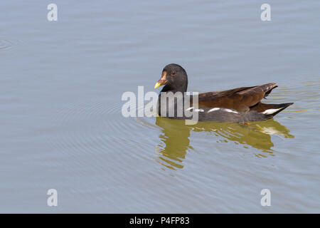 Eine gemeinsame gallinule auf dem Wasser. Stockfoto