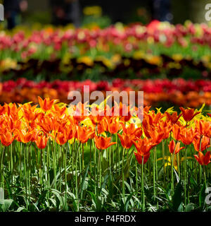 HINTERGRUND - Darstellung von Tulpen in einem Garten im Frühling Stockfoto