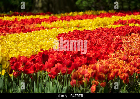 HINTERGRUND - Anzeige von roten und gelben Tulpen im Garten Stockfoto