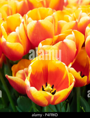 HINTERGRUND: Leuchtend orange und gelbe Tulpenblüten Stockfoto
