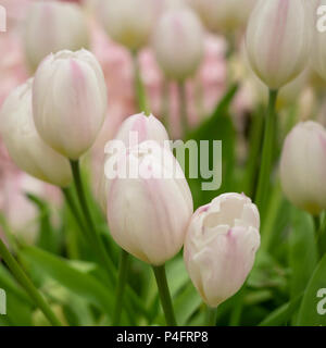 HINTERGRUND - Weiße und blassrosa Tulpenblumen Stockfoto