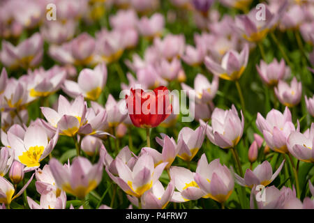 Lone Red Tulip in einer Ausstellung von Tulip „Lilac Wonder“-Blumen Stockfoto