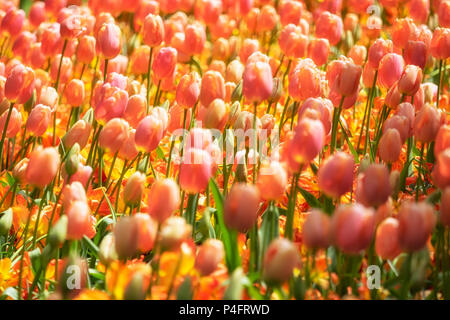 HINTERGRUND - massenweise Darstellung von leuchtend orangefarbenen Tulpenblüten Stockfoto