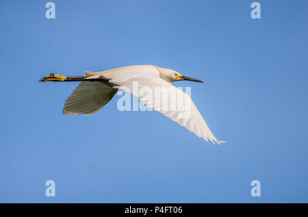 Reifen Snowy Egret Egretta thula fliegenden schwarzen Schnabel und gelbe Füße Stockfoto