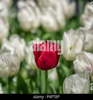 HINTERGRUND -:Rote Tulpe unter den weißen Tulpen Stockfoto