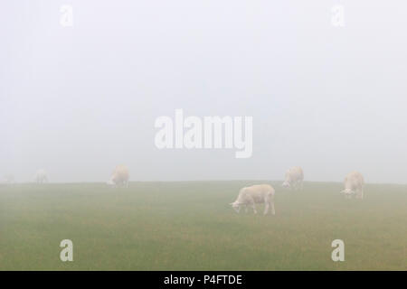 Geschorene Schafe weiden in einem Feld in einem nebligen Tag in Dorset, England, Großbritannien Stockfoto