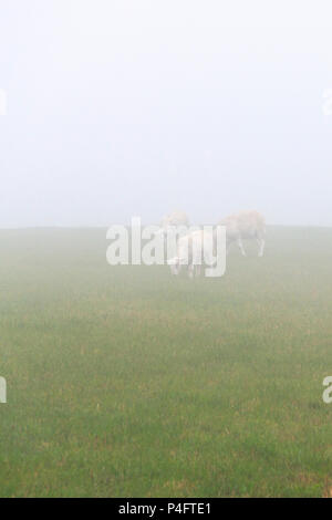 Geschorene Schafe weiden in einem Feld in einem nebligen Tag in Dorset, England, Großbritannien Stockfoto