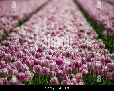 HINTERGRUND massierte Pink Tulps in Feldern für Hintergrund Stockfoto