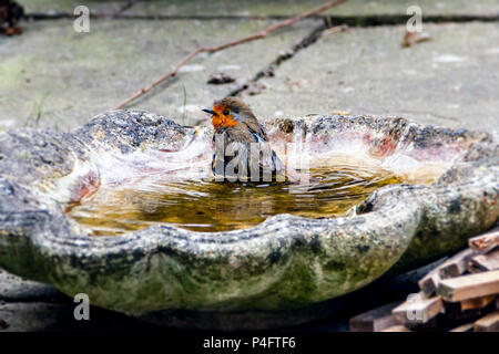 Ein rotkehlchen (erithacus Rubecula) mit einem Vogel Badewanne in einem städtischen Garten Stockfoto
