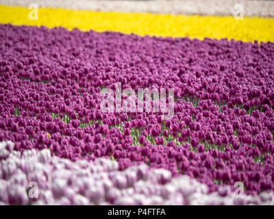 Hintergrund – bunte Tulpen, die auf einem Feld in den Niederlanden wachsen und als Hintergrund verwendet werden Stockfoto