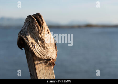 Cod Fish Head auf einem Stick, Bud, Norwegen. Stockfoto