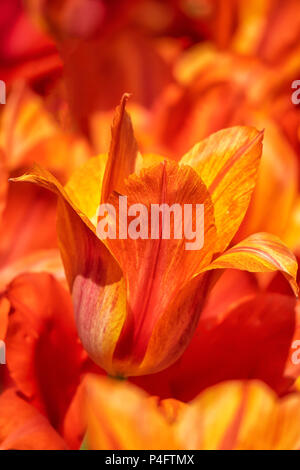 HINTERGRUND - massenweise Darstellung orangefarbener Tulpen in einem Garten Stockfoto