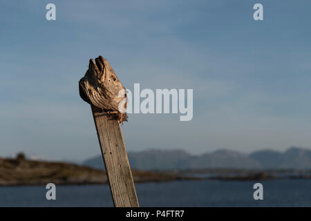 Cod Fish Head auf einem Stick, Bud, Norwegen. Stockfoto