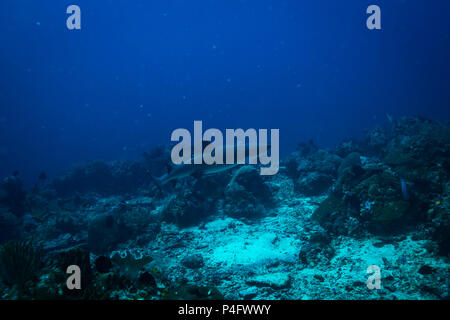 Weißer Hai im Komodo National Park Stockfoto