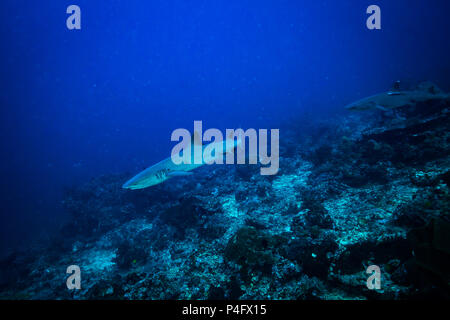 Weißer Hai im Komodo National Park Stockfoto