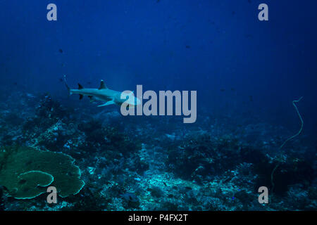 Weißer Hai im Komodo National Park Stockfoto