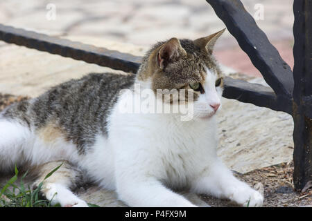 Heimatlose Katze, ruht auf der Straße im Sommer Stockfoto