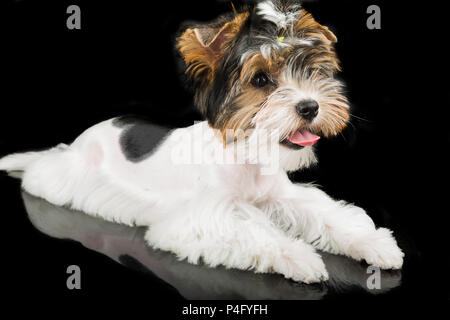 Puppy dog Yorkshire Terrier auf einem schwarzen Hintergrund. Stockfoto