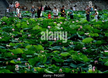 Zhengzhou, Provinz Henan in China. 22. Juni, 2018. Touristen Blick auf Lotus Blumen an Zijingshan Park in Zhengzhou, der Central China Provinz Henan, 22. Juni 2018. Credit: Li Ein/Xinhua/Alamy leben Nachrichten Stockfoto