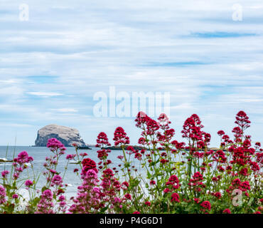 North Berwick, Schottland, Vereinigtes Königreich, 22. Juni 2018. Bass Rock weiß mit Verschachtelung Tölpel, die größte Kolonie von Basstölpel, Morus bassanus. Von Milsey Bay durch rote Baldrian gesehen, Centranthus ruber, Wildblumen Stockfoto