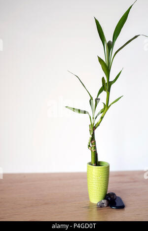 Kleine Bambus Pflanze in einem winzigen grüne Vase Neben polierte Steine Stockfoto