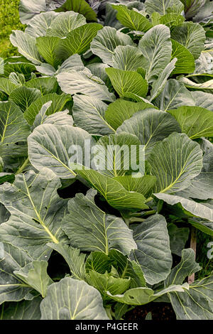 Junge Kohl Pflanzen in einer Farm. Stockfoto