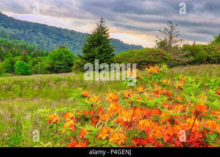 Appalachian Trail Landschaft Roan Mountain Tennessee Stockfoto