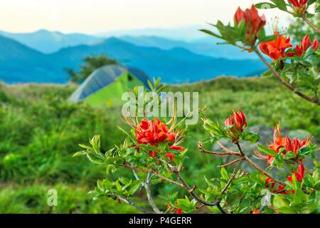 Appalachian Trail Landschaft Roan Mountain Tennessee Stockfoto