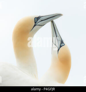 Gannett Verhalten (Morus bassanus) am Bass Rock, Schottland gefunden werden kann. Stockfoto