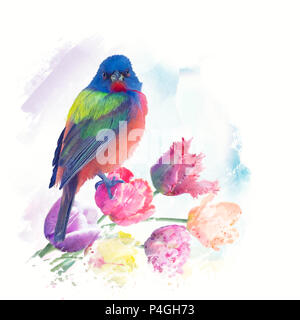 Männliche Painted Bunting mit Tulpen, Aquarell Malerei Stockfoto