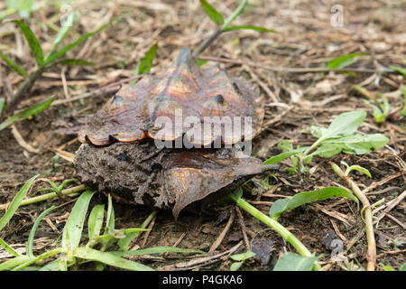 Captive Süßwasser-Schildkröten als matamata, Chelus fimbriata, San Francisco Dorf, Loreto, Peru bekannt Stockfoto
