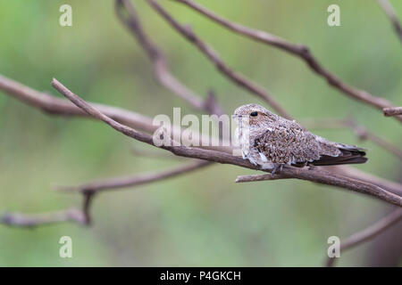 Nach sandfarbenen Nighthawk, Chordeiles rupestris, Puerto Miguel, Oberen Amazonas Becken, Loreto, Peru Stockfoto