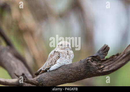 Nach sandfarbenen Nighthawk, Chordeiles rupestris, Puerto Miguel, Oberen Amazonas Becken, Loreto, Peru Stockfoto